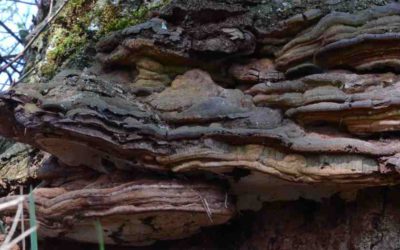 Un champignon sur un chêne