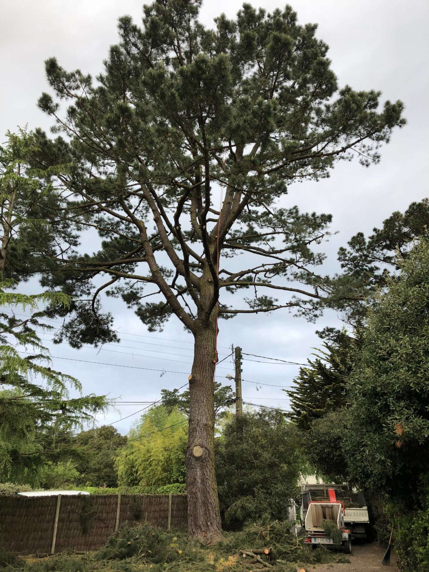 Taille d’éclaircie cèdre et pin quimiac 10