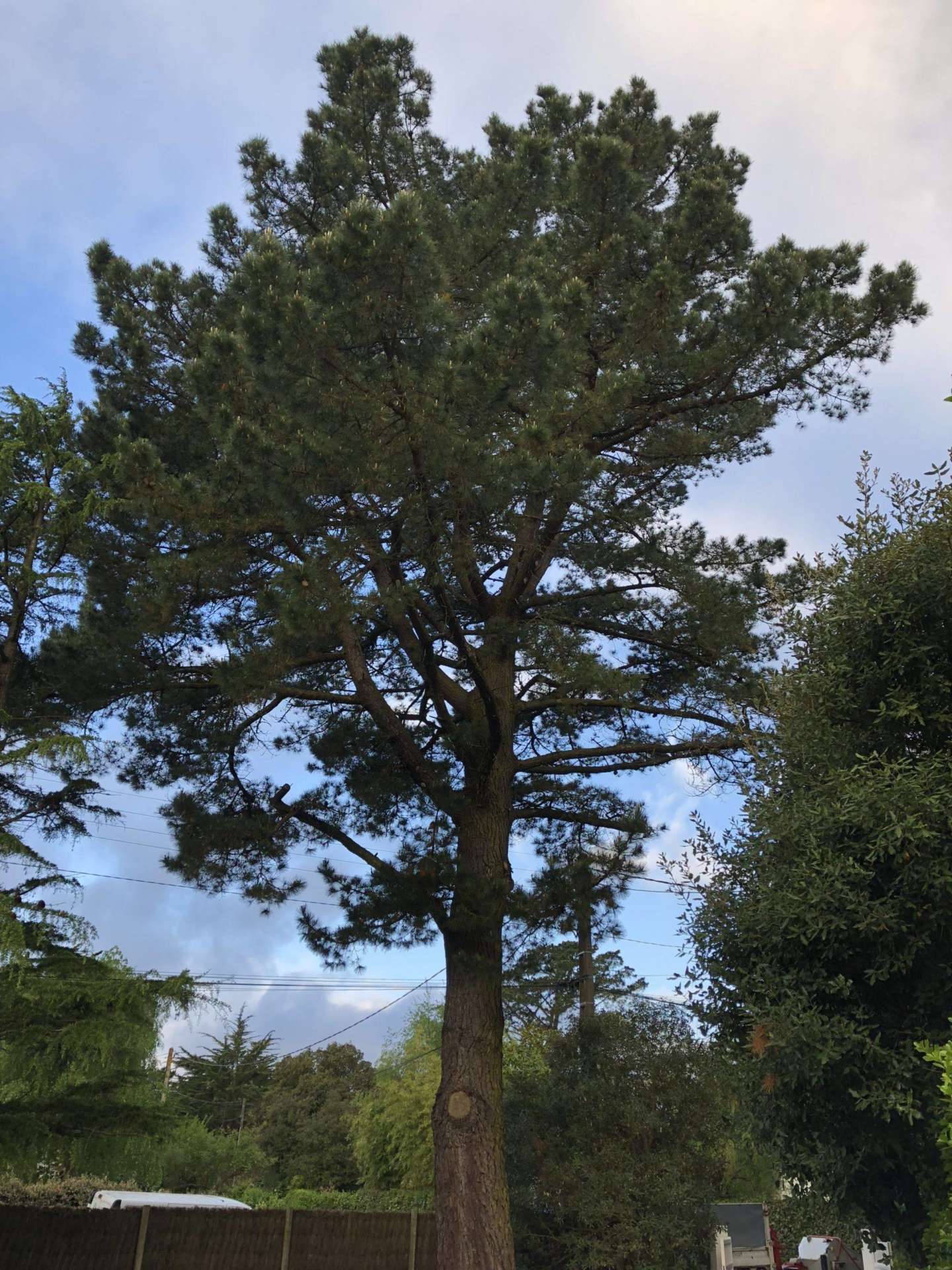 Taille d’éclaircie cèdre et pin quimiac 9