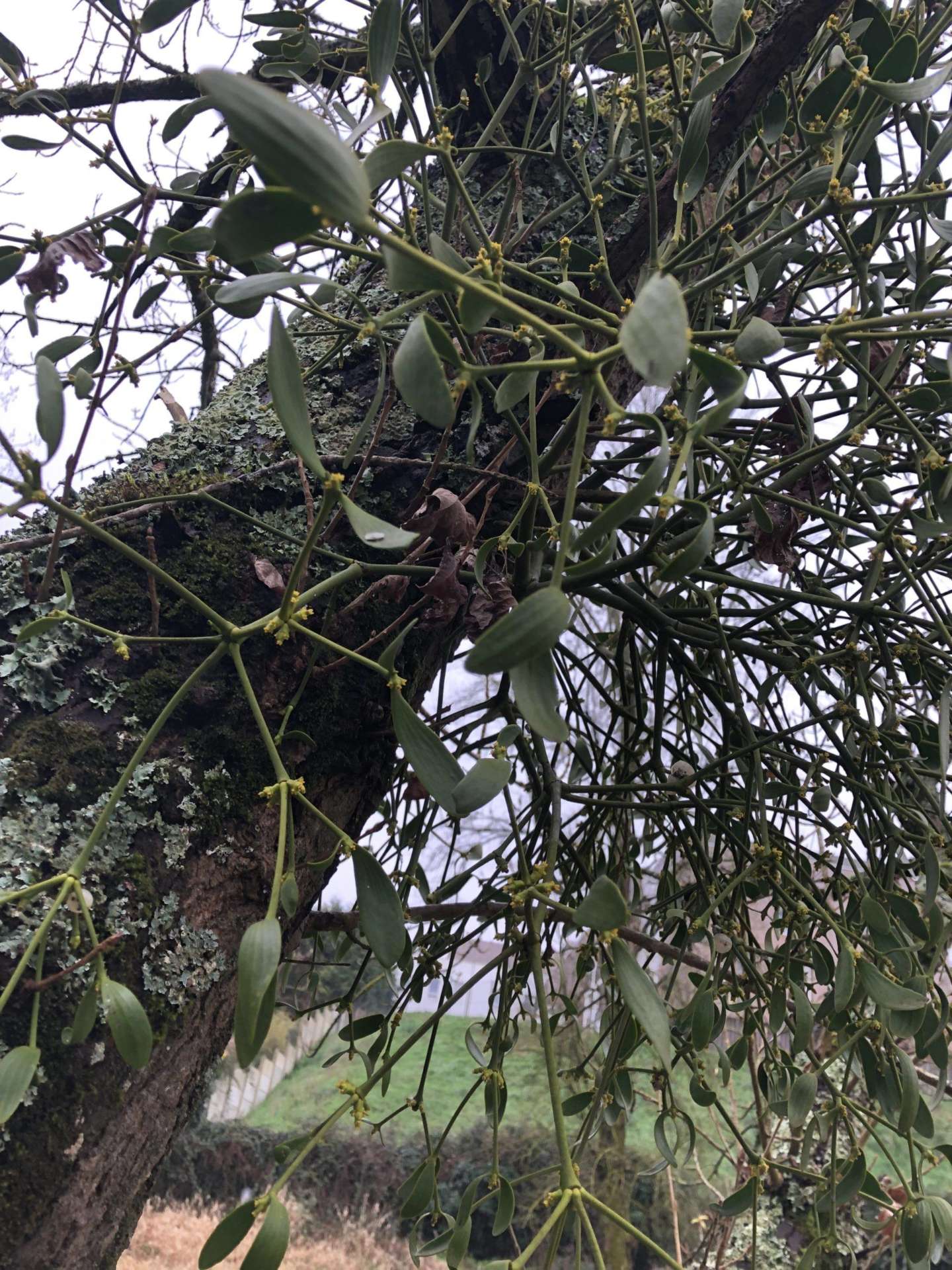 gui vert d&rsquo;horizon élagage 2