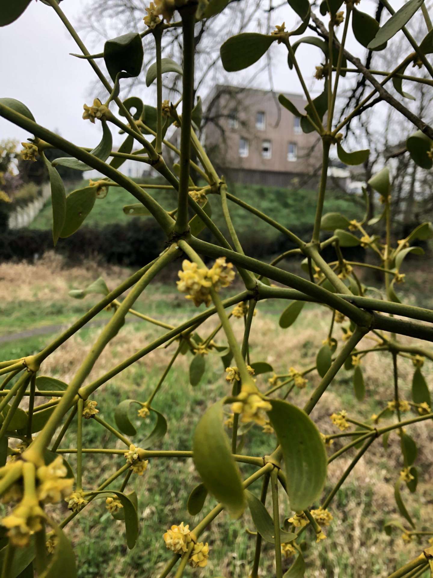 gui vert d&rsquo;horizon élagage 3