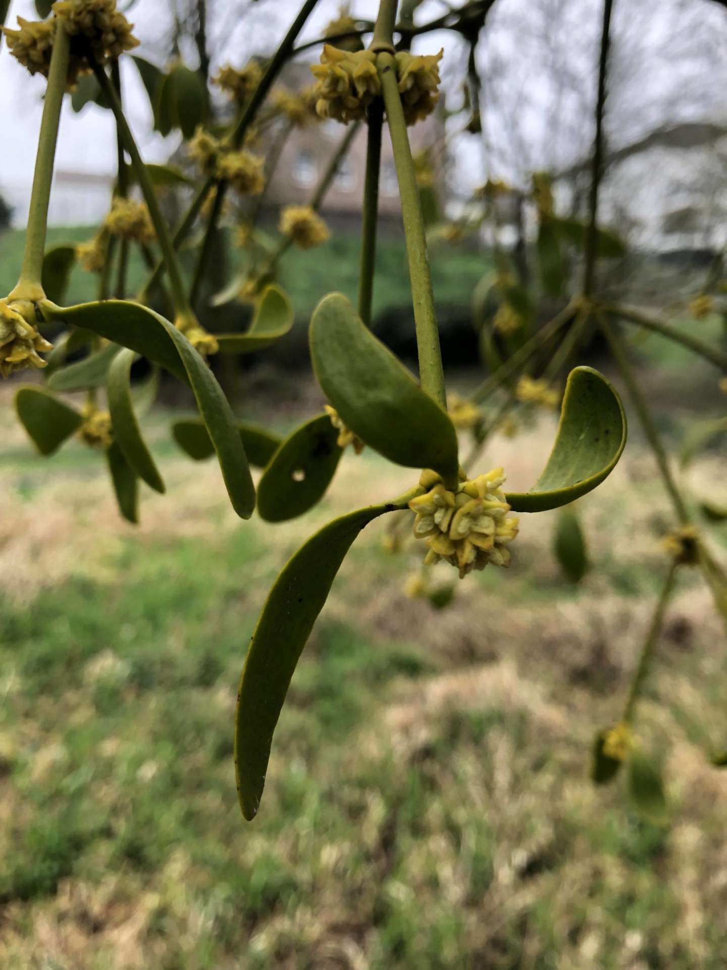 gui vert d&rsquo;horizon élagage 4