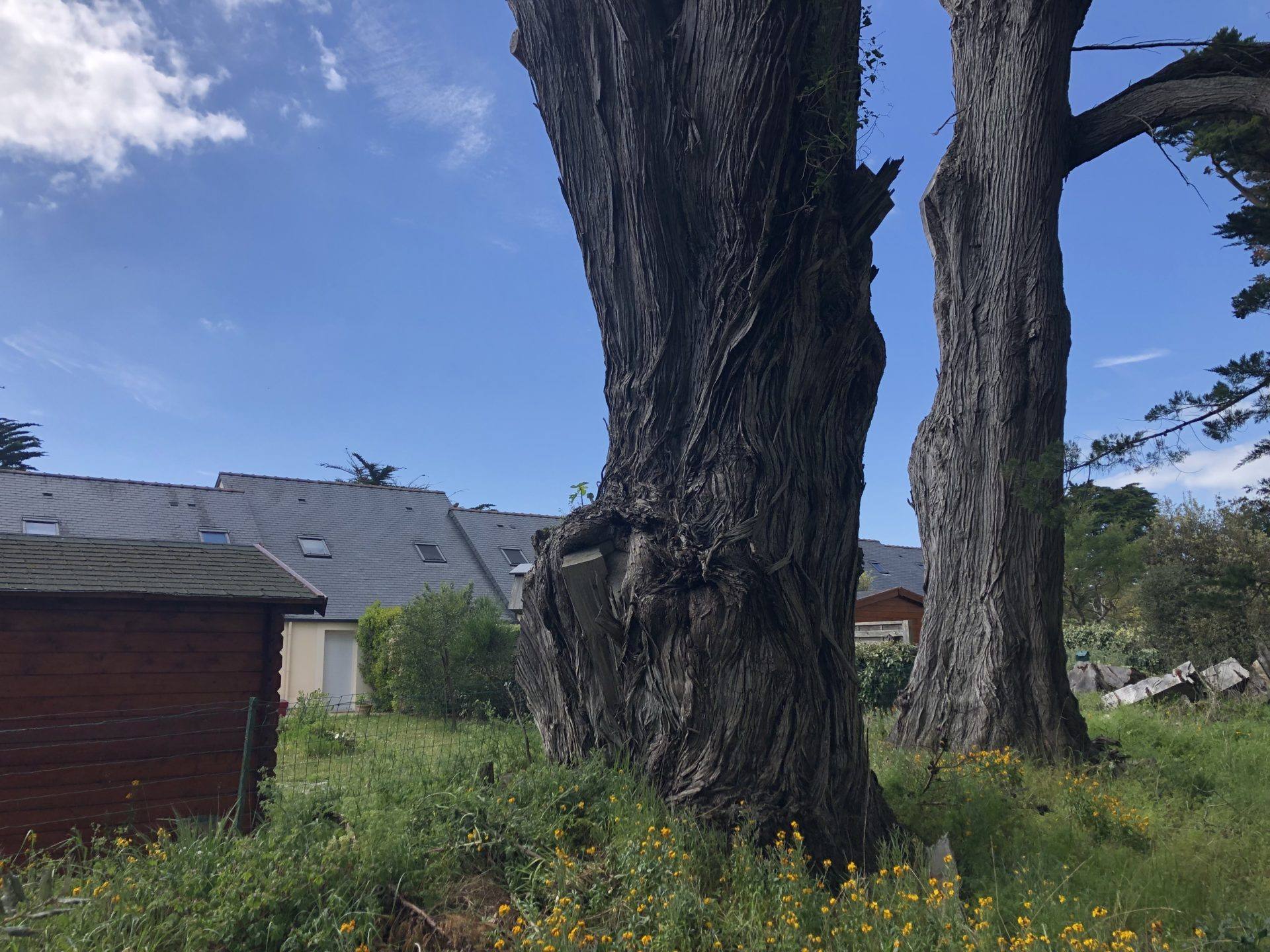 vieux cyprès la turballe 1