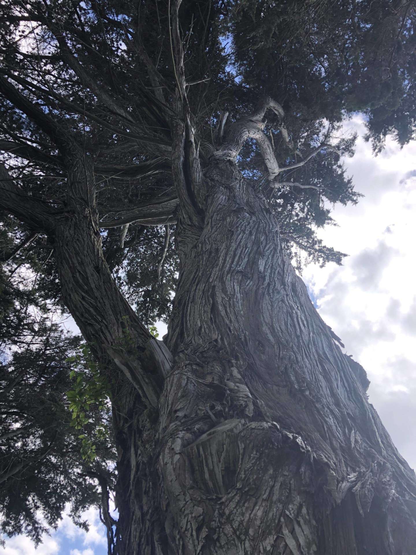 vieux cyprès la turballe 3