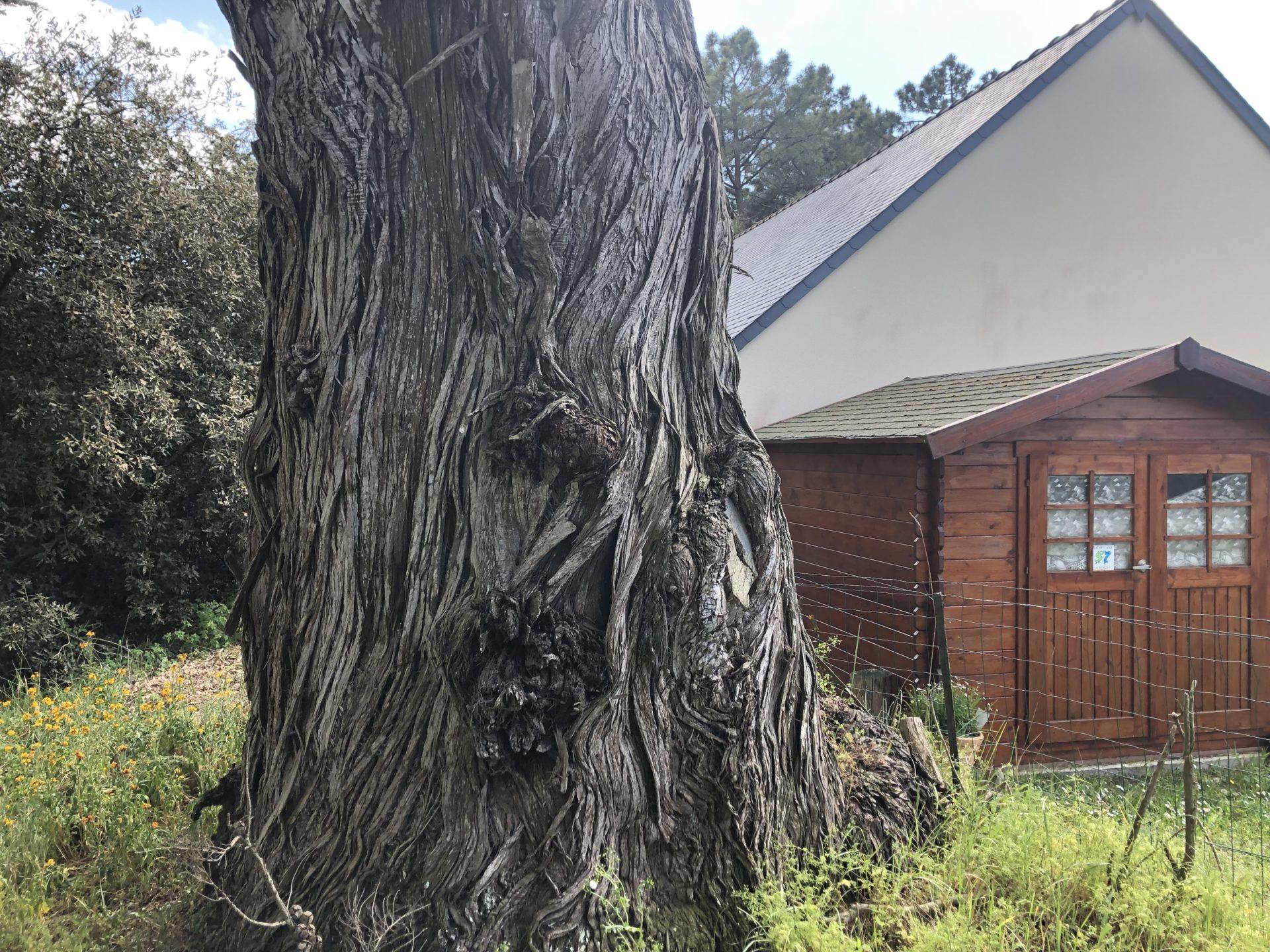 vieux cyprès la turballe 4