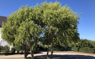 Le cloisonnement de l’arbre