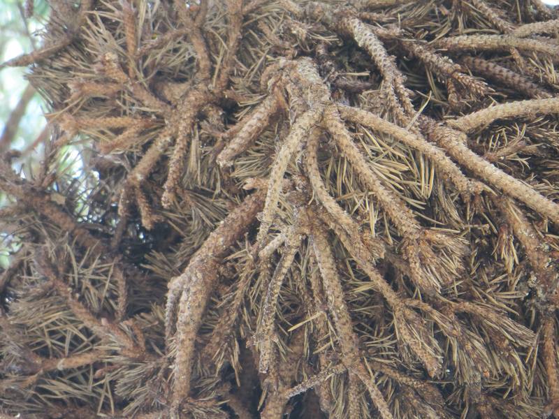 balai de sorcière guerande