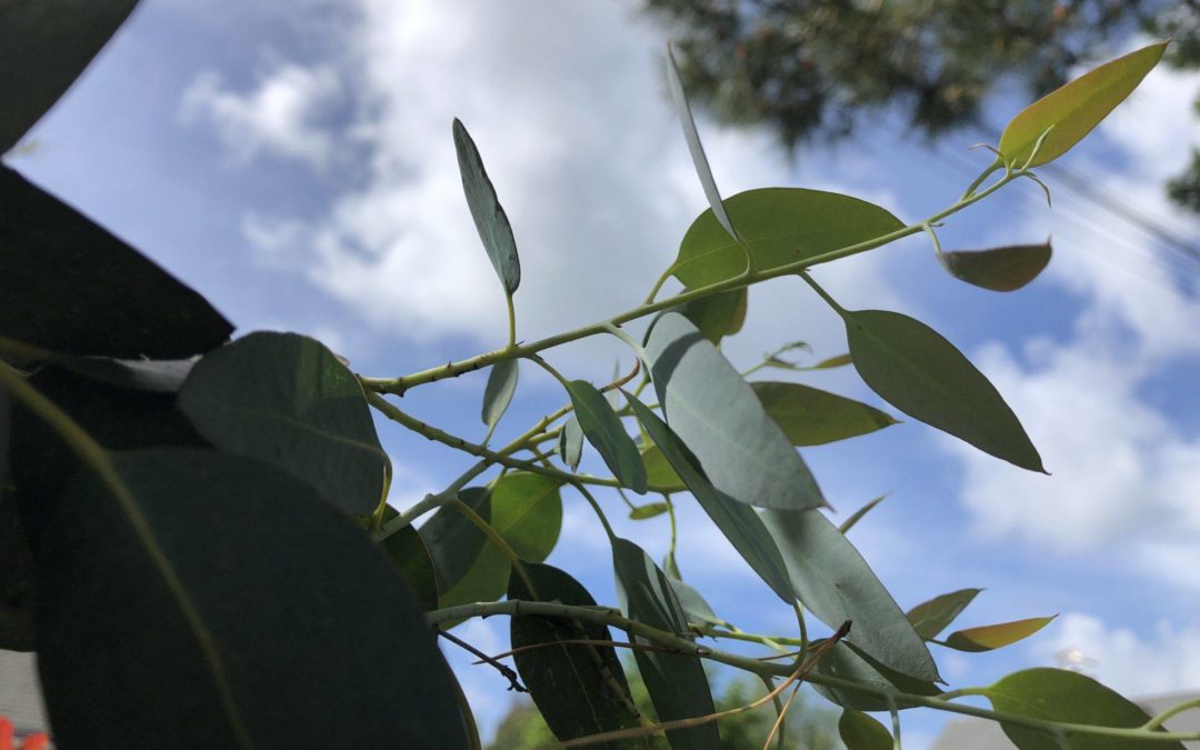 L’eucalyptus