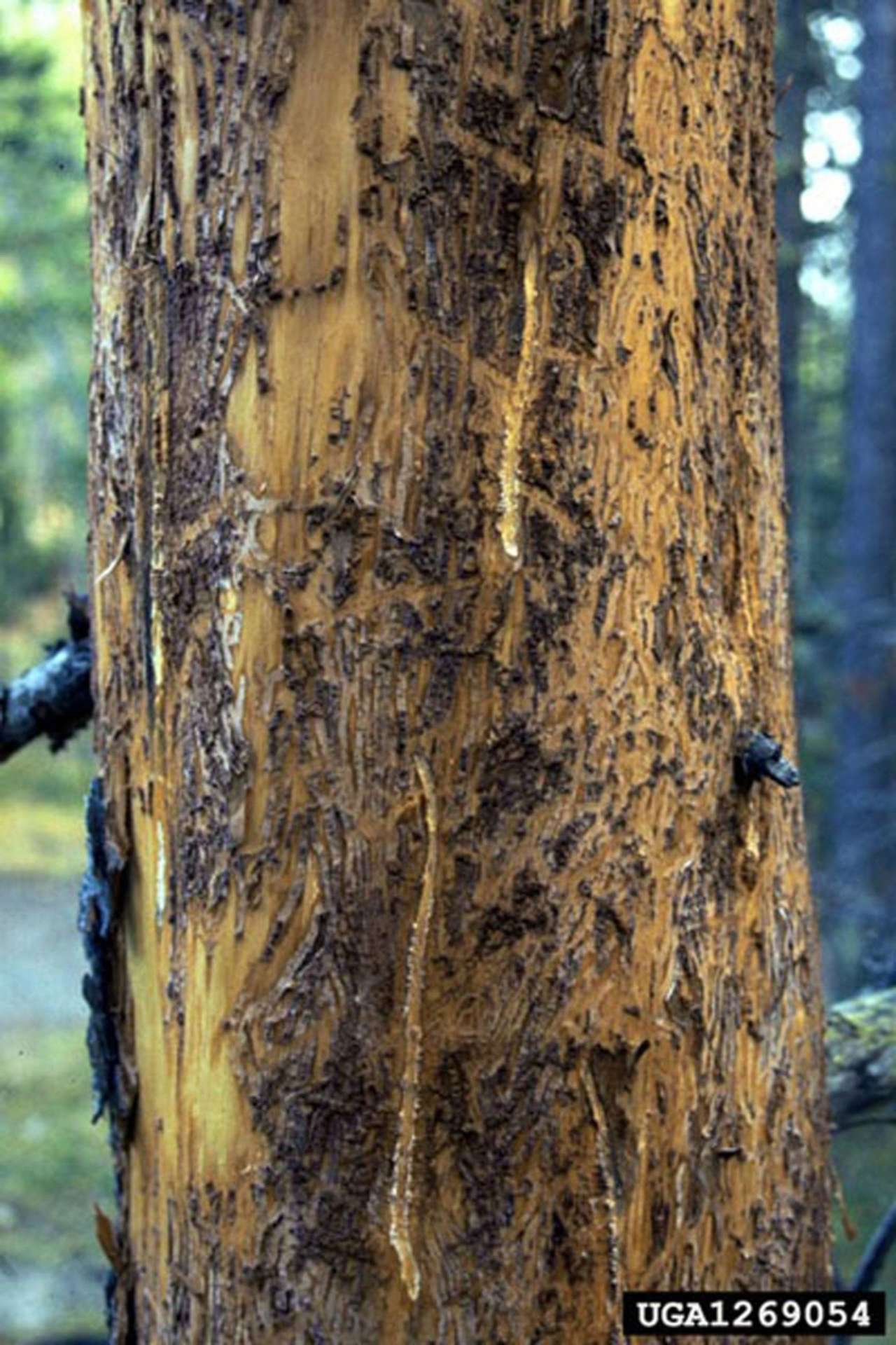 hylésine abattage elagage vert d horizon guerande piriac 5
