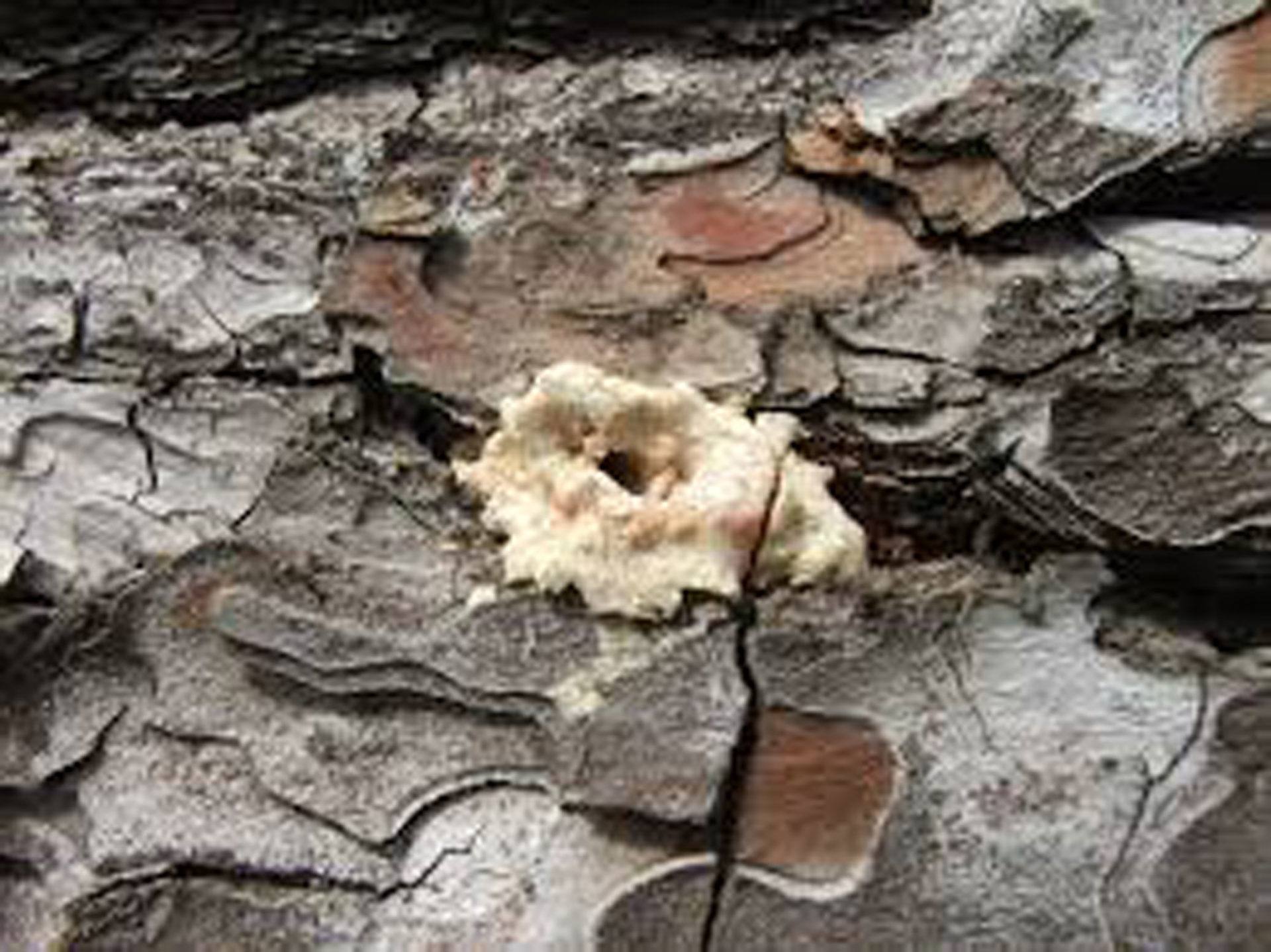 hylésine abattage elagage vert d horizon guerande piriac 4