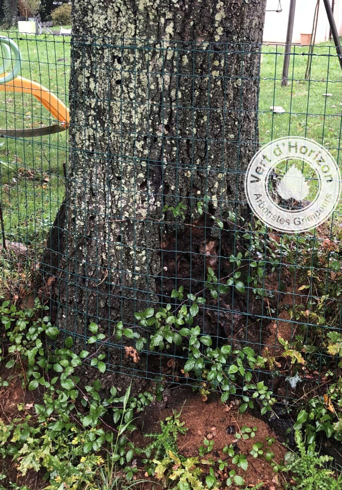 capricorne vert d horizon elagage abattage guerande arboriste grimpeur taille des arbres 7