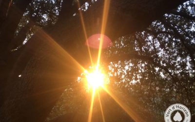 L’arbre et la lumière