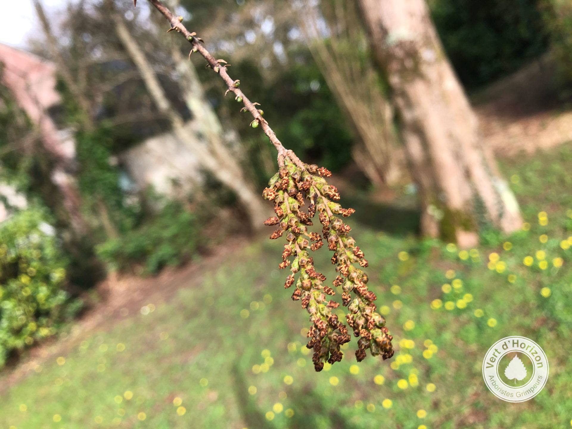 pneumatophore vert d&rsquo;horizon elagage abattage arboristes grimpeurs guerande la truablle piriac mesquer le croisic le pouliguen la baule pornichet saint marc saint nazaire 5