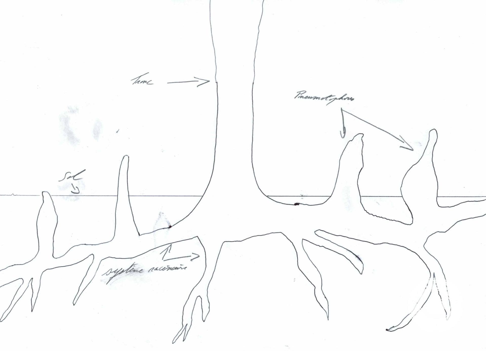 pneumatophore vert d&rsquo;horizon elagage abattage arboristes grimpeurs guerande la truablle piriac mesquer le croisic le pouliguen la baule pornichet saint marc saint nazaire 2