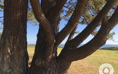 La couronne de l’arbre