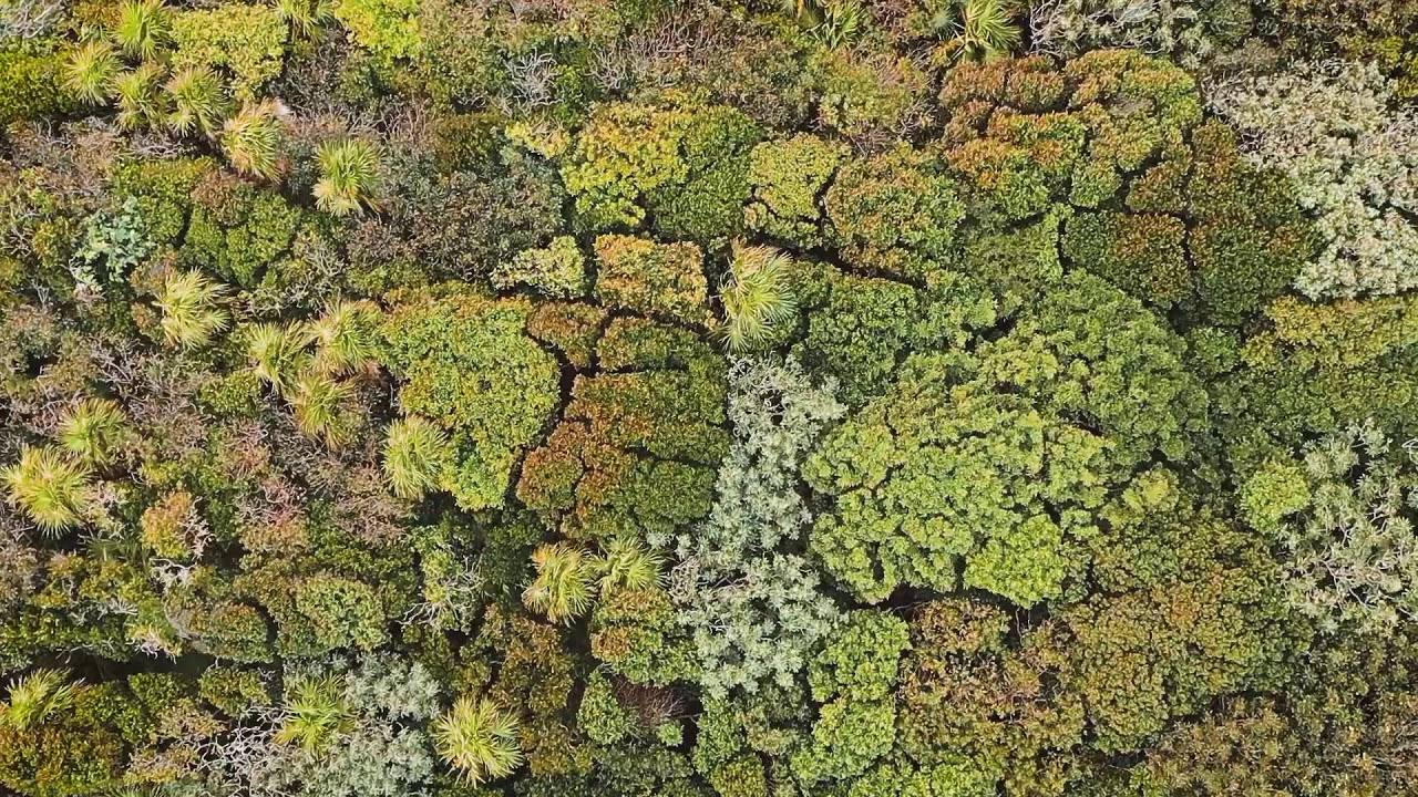 forêt timide du dessus vert d&rsquo;horizon arboriste grilmpeur abattage élagage la baule guerande mesquer