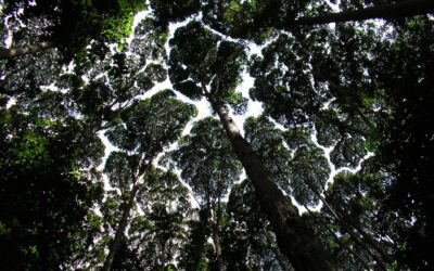 La timidité de l’arbre