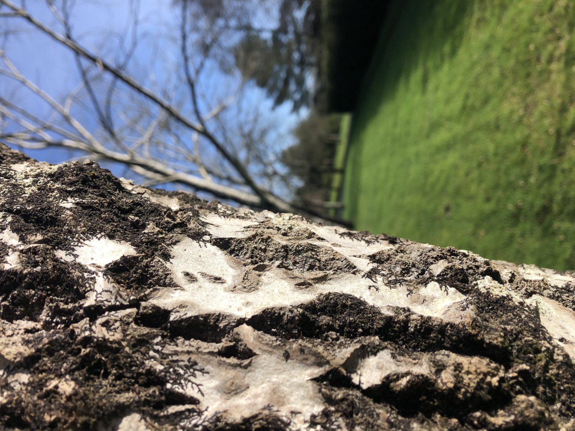 lenticelles abattage elagage vert d’horizon piraic guérande la turballe la baule mesquer quimiac IMG_0117