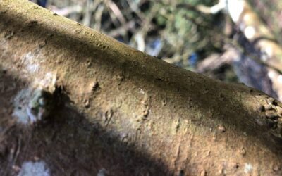 Les lenticelles de l’arbre