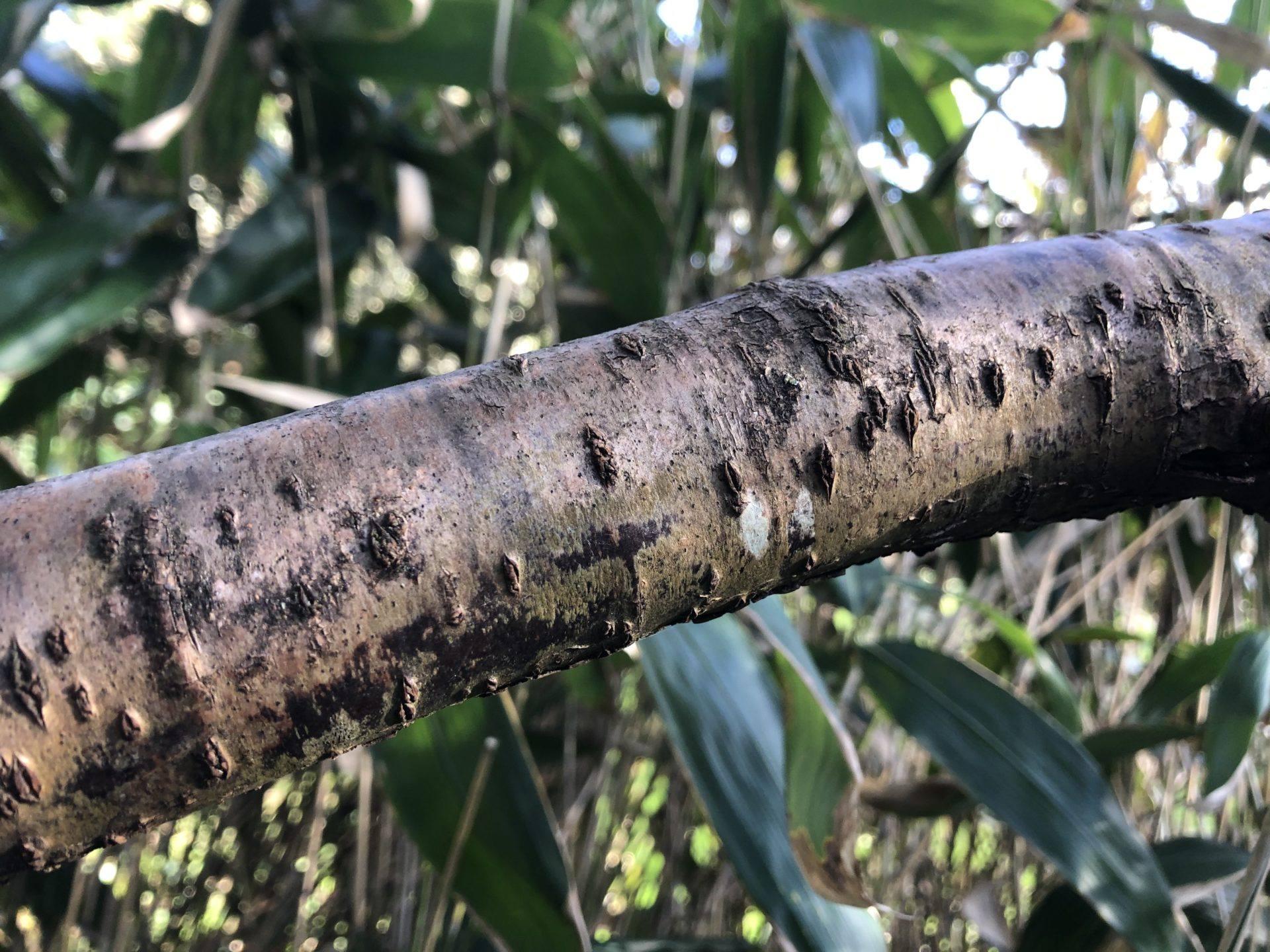 lenticelles abattage elagage vert d’horizon piraic guérande la turballe la baule mesquer quimiac IMG_0330