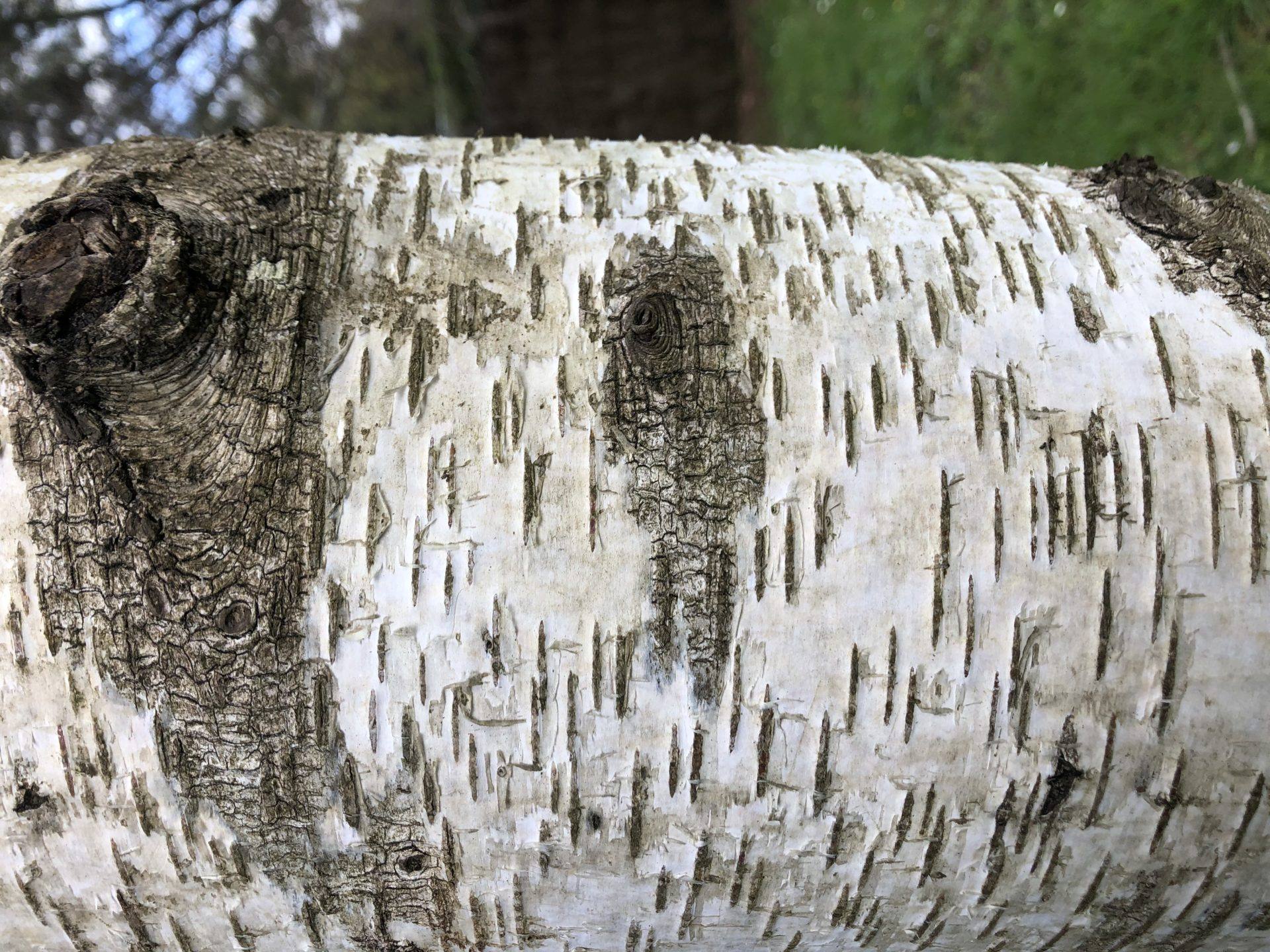 lenticelles abattage elagage vert d’horizon piraic guérande la turballe la baule mesquer quimiac IMG_0332