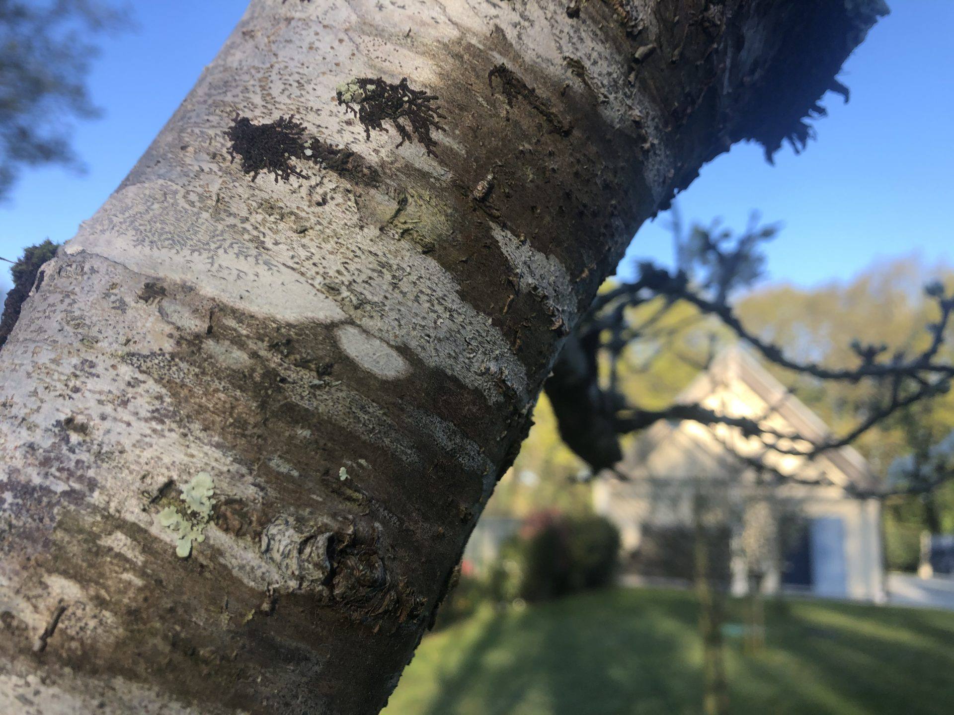 lenticelles abattage elagage vert d’horizon piraic guérande la turballe la baule mesquer quimiac IMG_0410