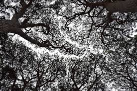 pin timide vert d&rsquo;horizon arboriste grilmpeur abattage élagage la baule guerande mesquer