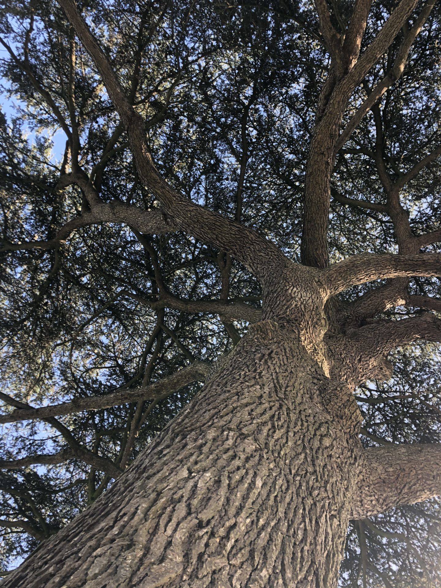 sylvothérapie, elagage abattage vert d’horizon guerande la baule la turballe mesquer piriac saint marc 6