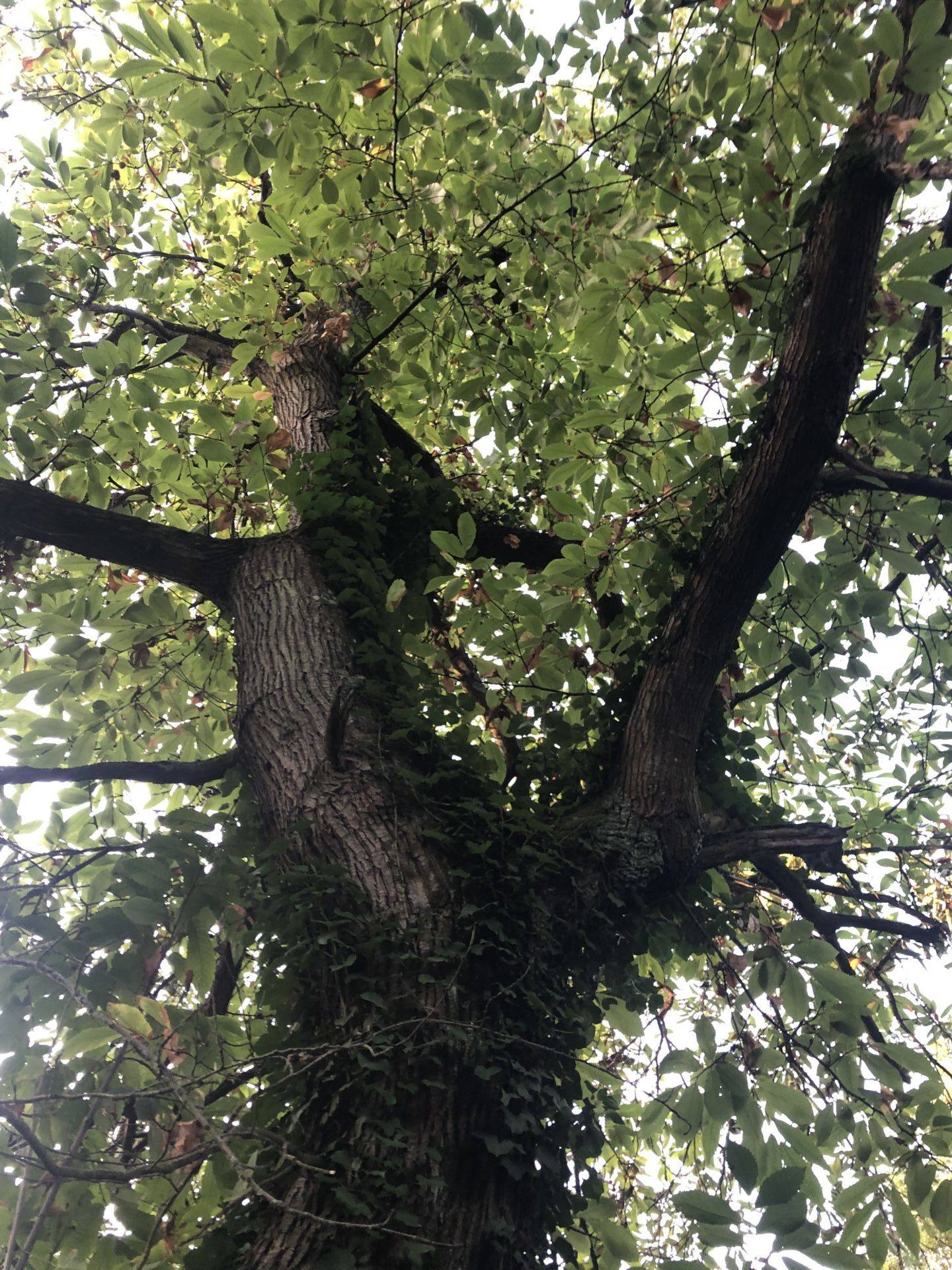 sylvothérapie, elagage abattage vert d’horizon guerande la baule la turballe mesquer piriac saint marc 7