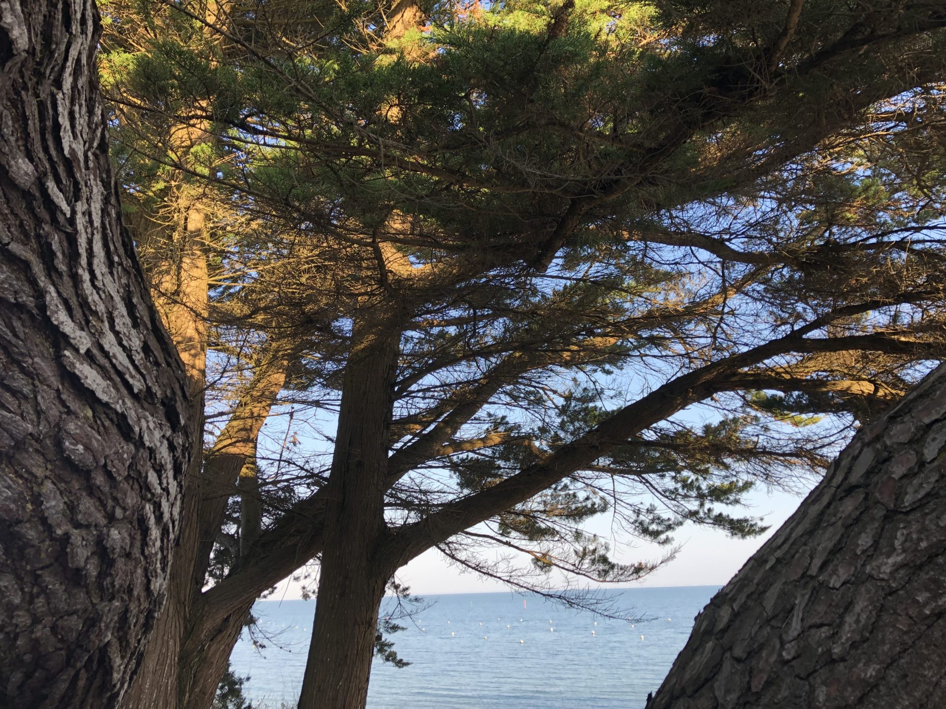 sylvothérapie, elagage abattage vert d’horizon guerande la baule la turballe mesquer piriac saint marc 8