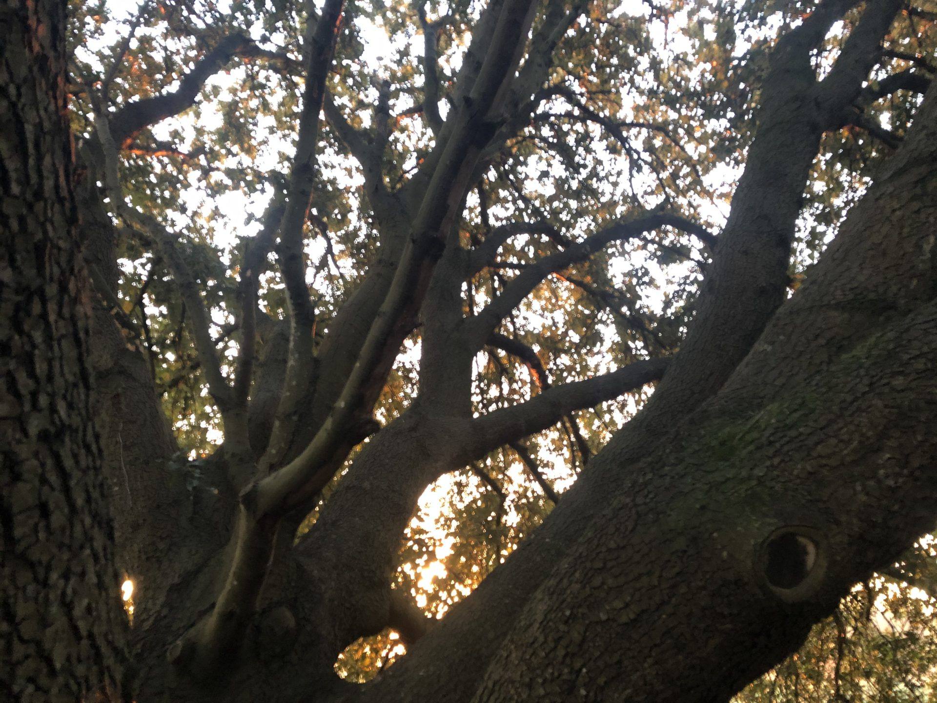 Chêne vert, l'arbre typique de la région méditerranéenne