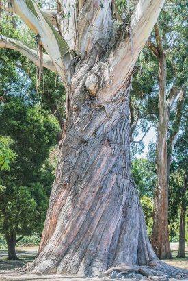 spirale arbre abattage élagage guerande mesquer piriac la turballe la baule pénestin le croisic le pouliguen pornichet saint nazaire 10