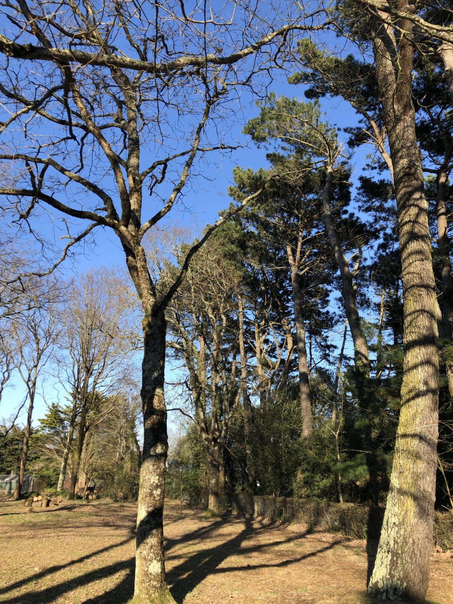 spirale arbre abattage élagage guerande mesquer piriac la turballe la baule pénestin le croisic le pouliguen pornichet saint nazaire 3