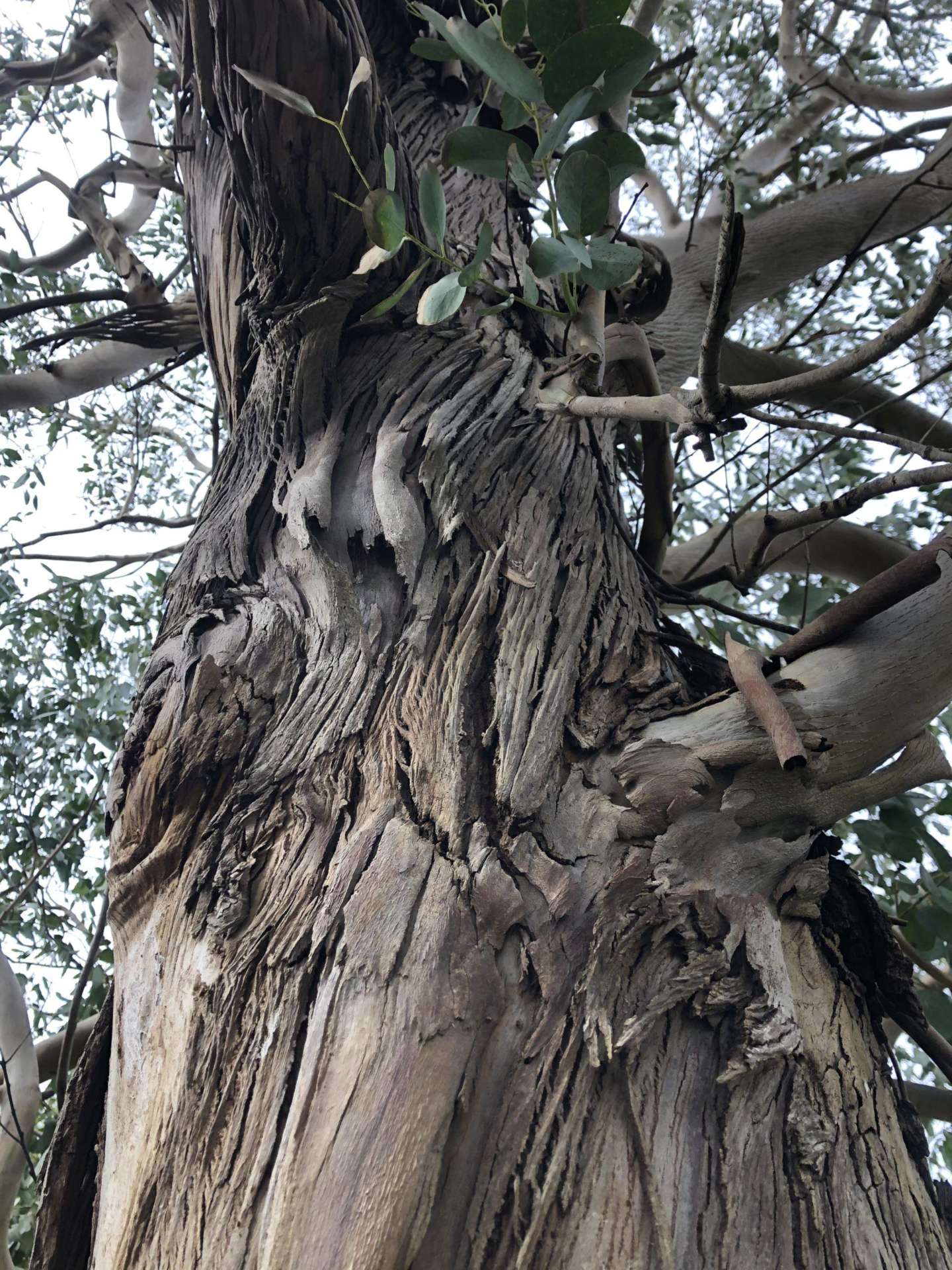 spirale arbre abattage élagage guerande mesquer piriac la turballe la baule pénestin le croisic le pouliguen pornichet saint nazaire 4