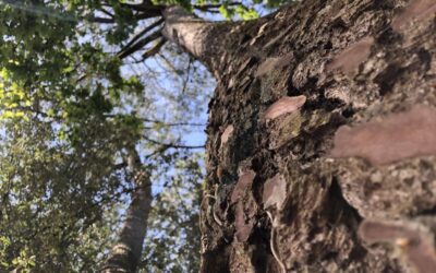 L’arbre et la spirale