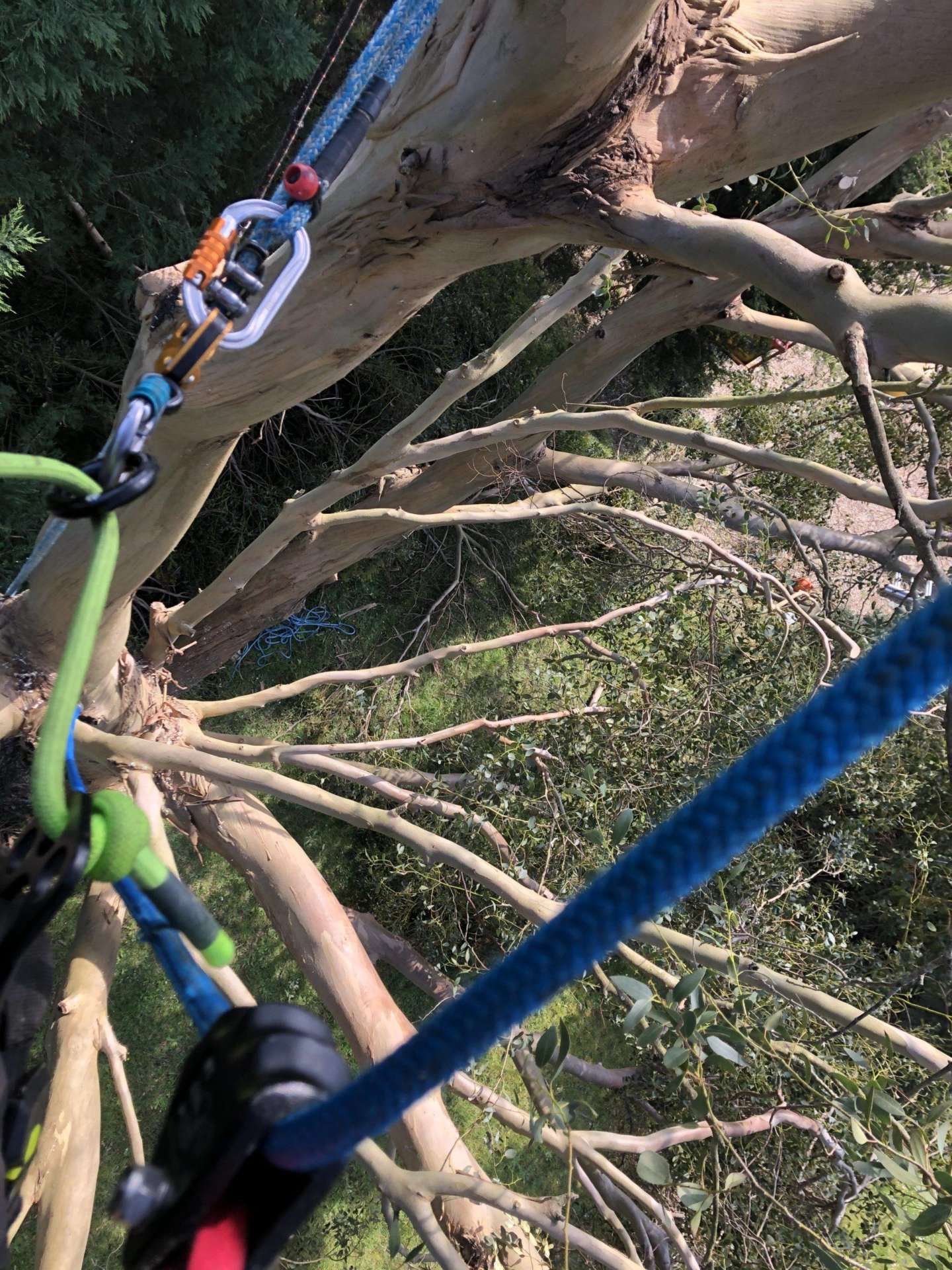 spirale arbre abattage élagage guerande mesquer piriac la turballe la baule pénestin le croisic le pouliguen pornichet saint nazaire 7