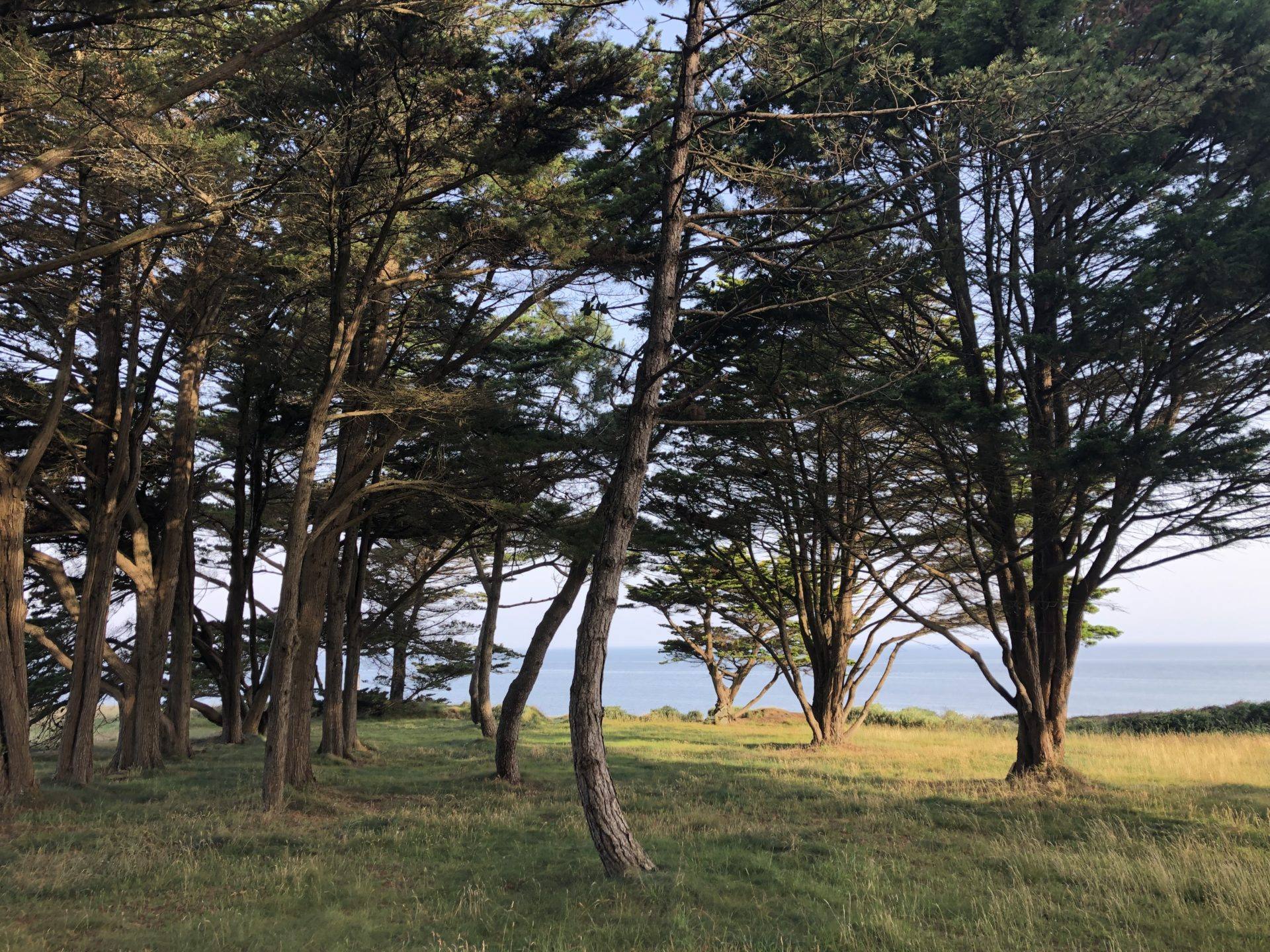 spirale arbre abattage élagage guerande mesquer piriac la turballe la baule pénestin le croisic le pouliguen pornichet saint nazaire 8