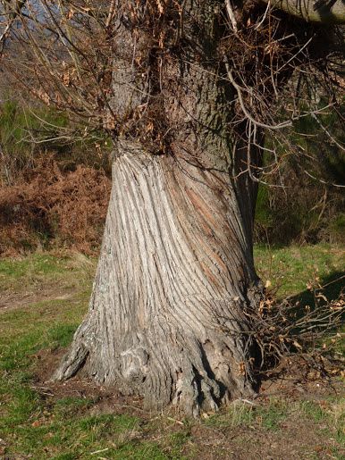 spirale arbre abattage élagage guerande mesquer piriac la turballe la baule pénestin le croisic le pouliguen pornichet saint nazaire 9