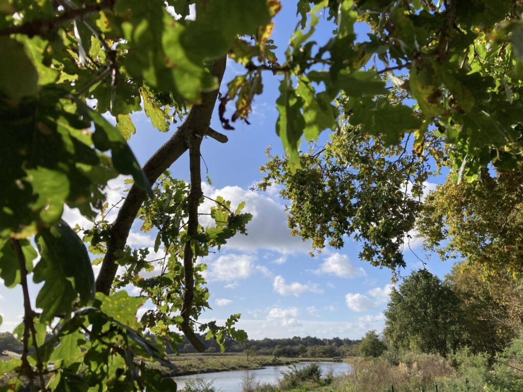 les sens de l'arbre abattage elagage taille arboriste grimpeur vert dhorizon piriac guerande mesquer la turballe la baule pornichet le croisic le pouliguen saint molf saint nazaire rognage broyage tronconneuse 7