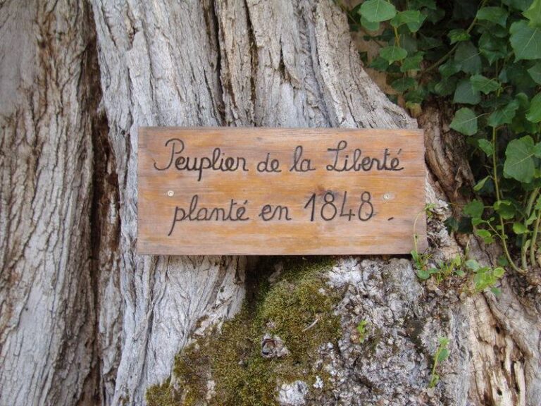 peuplier-d-italie-elagage-abattage-guerande-piriac-mesquer-8