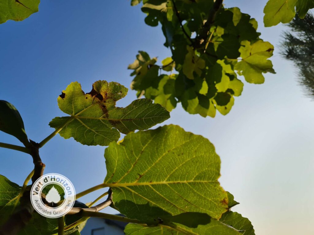 figue-figuier-arboriste-grimpeur-elagage-abattage-vert-dhorizon-piriac-guerande-10