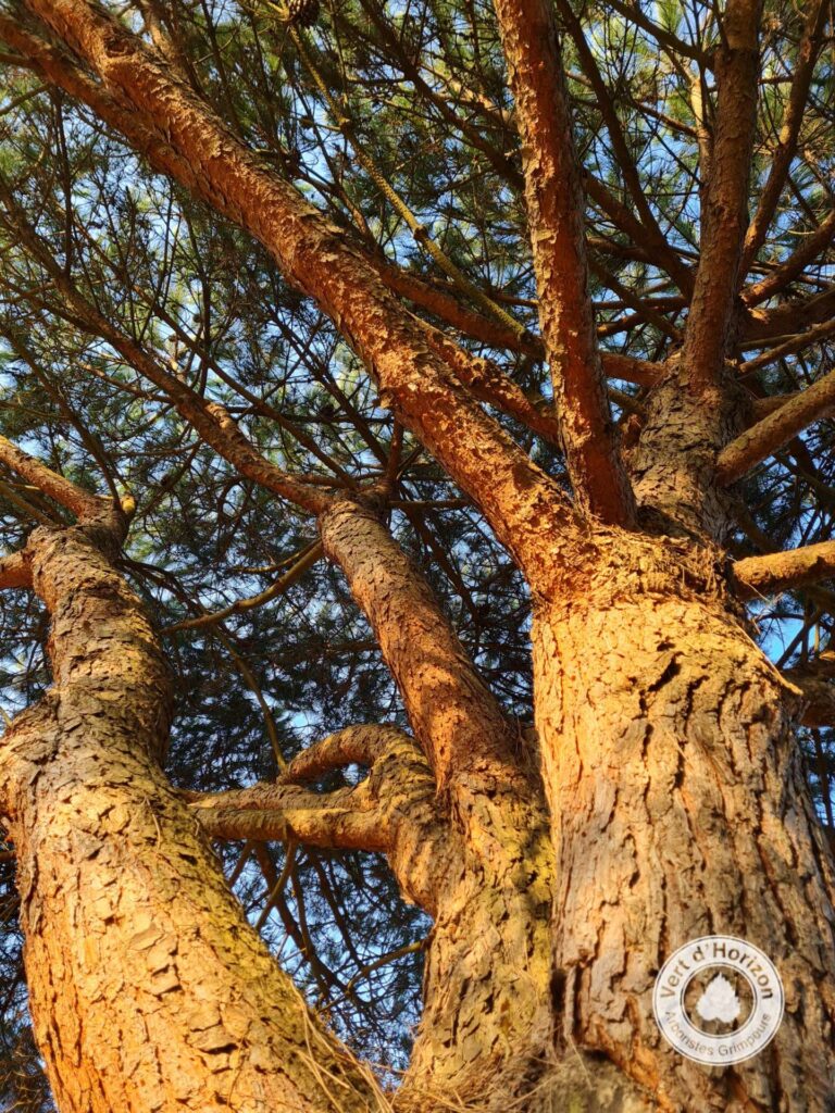 pin-pignon-guerande-la-turballe-elagage-abattage-vert-d-horizon-arboriste-grimpeur-4