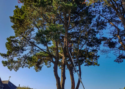 taille-eclaircie-pin-insignis-guerande-arboriste-elagage-abattage-vertdhorizon-piriac-sur-mer-1