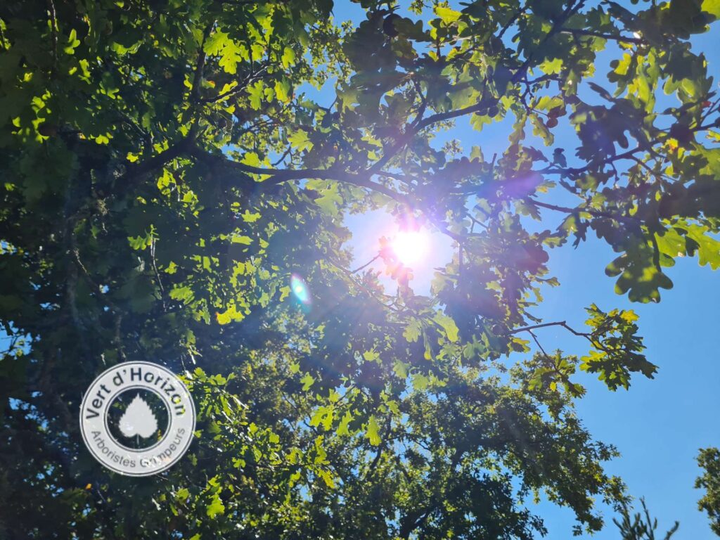 bombyx-disparate-chene-vert-dhorizon-elagage-abattage-arboriste-grimpeur-la-baule-la-turballe-le-pouliguen-mesquer-piriac-quimiac-saint-nazaire-le-croisic-4