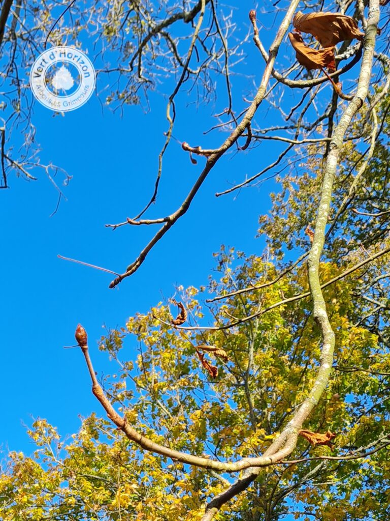 la-bourre-taille-et-soin-des-arbres-elagage-abattage-vert-d-horizon-piriac-guerande-la-baule-la-turballe-mesquer-2