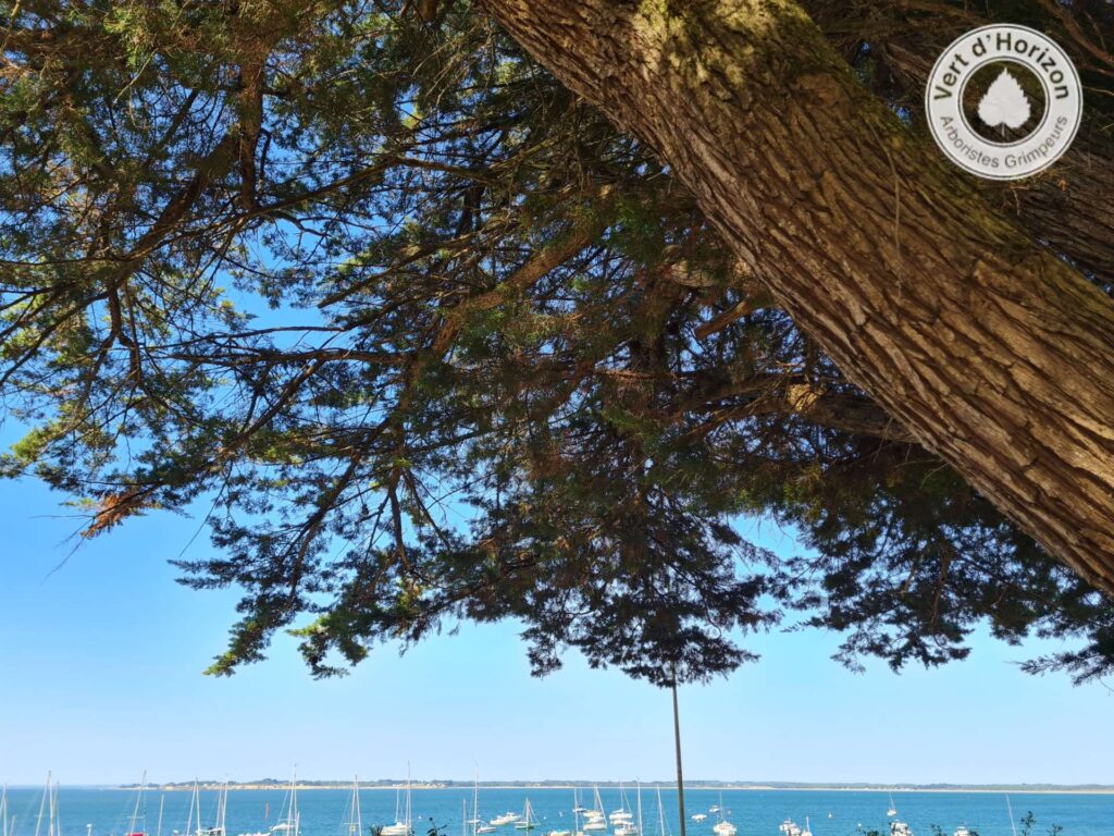 fin-dannee-2021-2022-arborsite-grimpeur-vert-d-horizon-elagage-abattage-guerande-la-turballe-piriac-mesquer-la-baule-4