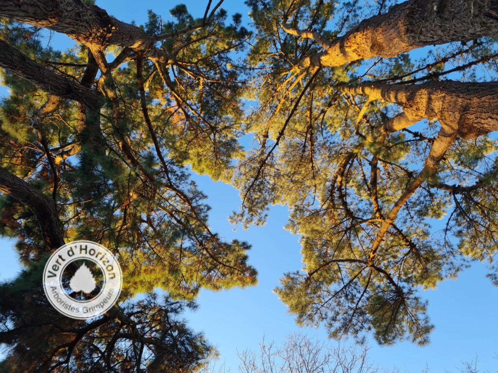 le-meristeme-arboriste-grilmpeur-elagage-abattage-arbre-guerande-la-baule-piriac-la-turballe-mesquer-le-pouliguen-pornichet-2