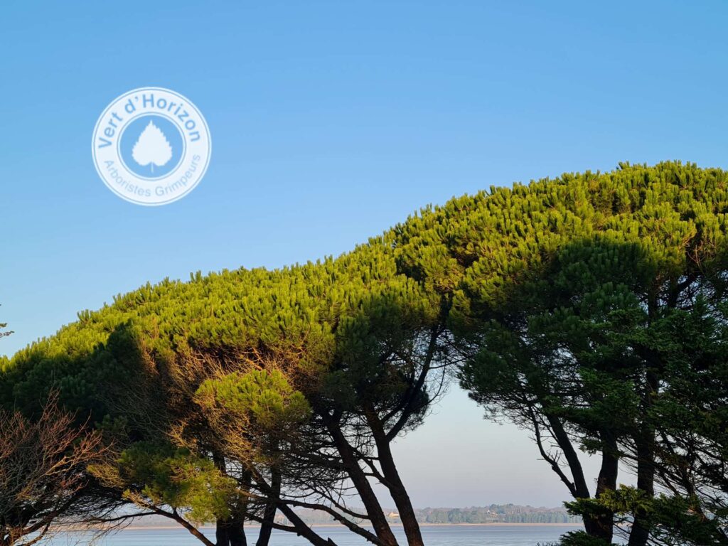 le-meristeme-arboriste-grilmpeur-elagage-abattage-arbre-guerande-la-baule-piriac-la-turballe-mesquer-le-pouliguen-pornichet-3