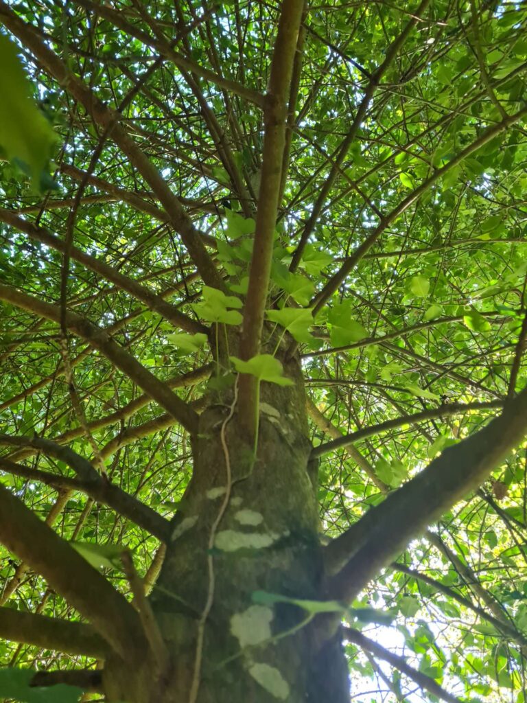 la-phyllotaxie-vert-d-horizon-guerande-piriac-arboriste-grimlpeur-abattage-elagage-3