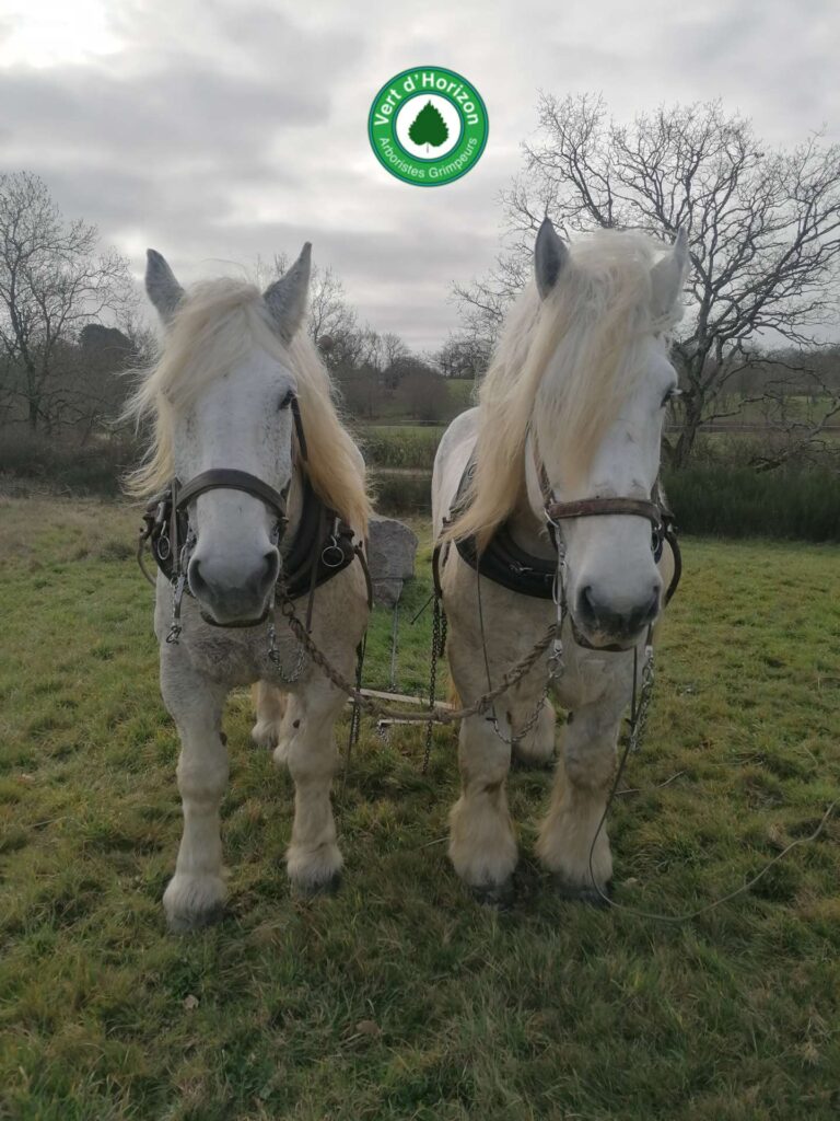 traction-animal-vert-d-horizon-arboriste-grimpeur-elagage-abattage-mesquer-la-baule-la-turballe-piriac-2